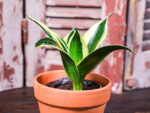 Sansevieria Trifasciata (Plant) - Nature by Marc Beyrouthy - Image 2