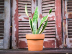 Sansevieria Trifasciata (Plant) - Nature by Marc Beyrouthy