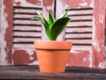 Sansevieria Trifasciata (Plant) - Nature by Marc Beyrouthy