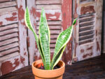 Sansevieria Trifasciata (Plant) - Nature by Marc Beyrouthy - Image 2