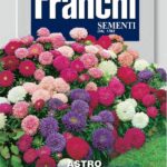 Alstroemeria (Bag) - Franchi Sementi