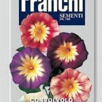Convolvulus (Bag) - Franchi Sementi