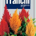 Celosia plumosa (Bag) - Franchi Sementi
