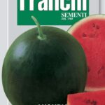 Watermelon Sugar Baby (Citrullus lanatus Thunb.) (Bag) - Franchi Sementi