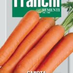 Carrot Touchon (Daucus Carota) (Bag) - Franchi Sementi