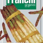 Asparagus Of Argenteuils (Asparagus Officinalis) (Bag) - Franchi Sementi
