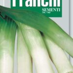 Leek Of Delft (Allium porrum L.) (Bag) - Franchi Sementi