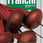 Beetroot Egitto Migliorata (Bag) - Franchi Sementi