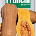Squash Winter Butternut Rugosa (Wrinkled Butternut) (Bag) - Franchi Sementi