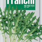 Arugula Selvatica or Wild Rocket (Diplotaxis tenuifollia)(Bag) - Franchi Sementi