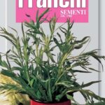 Tarragon/Dragoncello (Bag) - Franchi Sementi