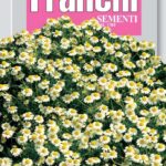 Chamomile (Bag) - Franchi Sementi