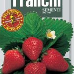 Strawberry Alpine (Fragaria Vesca L.) (Bag) - Franchi Sementi
