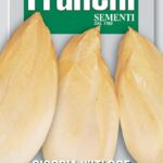 Chicory Witloof Belgian Endive (Bag) - Franchi Sementi