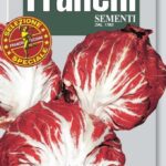 Chicory Leaf Palla Rossa Precoce (Bag) - Franchi Sementi