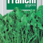 Endive Romanesco (Bag) - Franchi Sementi