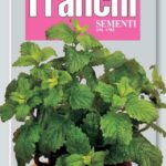 Melissa or Lemon Balm (Bag) - Franchi Sementi