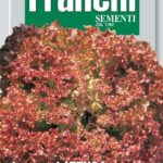 Lettuce Lollo Rossa (Lactuca sativa L.) (Bag) - Franchi Sementi