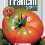 Tomato Beefsteak (Solanum Lycopersicum L.) (Bag) - Franchi Sementi