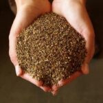 Chicory Seeds هندباء (Bag) - Nature by Marc Beyrouthy