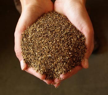 2189903365-1.jpg Chicory Seeds هندباء (Bag) - Nature by Marc Beyrouthy - Image 1