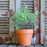 Marjoram (Plant) - Nature by Marc Beyrouthy