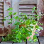 Melissa Officinalis (Plant) - Nature by Marc Beyrouthy