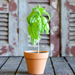 Basil (Plant) - NatureBMB