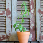 Stevia ستيفيا (Plant) - Nature by Marc Beyrouthy