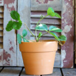 Strawberry (Plant) - Nature by Marc Beyrouthy