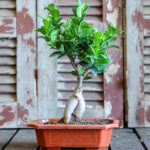 Bonsai ficus (Plant) - NatureBMB