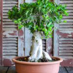 Bonsai ficus (Plant) - NatureBMB