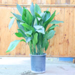 Aspidistra elatior (Plant) - Nature by Marc Beyrouthy