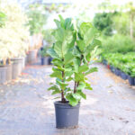 Ficus lyrata (Plant) - Nature by Marc Beyrouthy