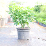 Schefflera Arboricola (Plant) - Nature by Marc Beyrouthy