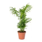 Chamaedorea Elegans (Plant) - Nature by Marc Beyrouthy