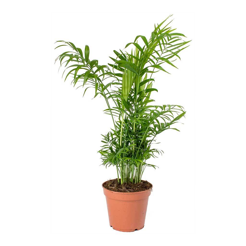 2747467381-1.jpg Chamaedorea Elegans (Plant) - Nature by Marc Beyrouthy - Image 1