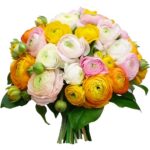 Renoncule (Bouquet) - Nature by Marc Beyrouthy