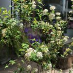 Spirea (Plant) - Nature By Marc Beyrouthy
