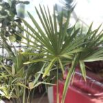 Chamaerops (Plant) - Nature By Marc Beyrouthy
