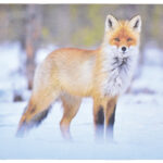 Doormat Fox (Piece) - Furn Art