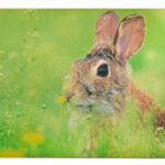 Doormat Rabbit (Piece) - Furn Art