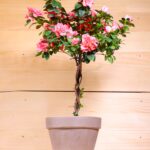 Azalea on stem (Plant) - Nature by Marc Beyrouthy