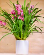 Cymbidium (Plant) - Nature by Marc Beyrouthy
