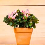 Azalea (Plant) - NatureBMB