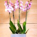 Phalaenopsis Orchid Double (Plant) - NatureBMB