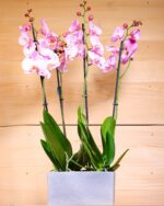 Phalaenopsis Orchid Double (Plant) - NatureBMB
