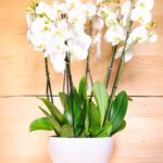 Phalaenopsis orchid Triple (Plant) - Nature by Marc Beyrouthy