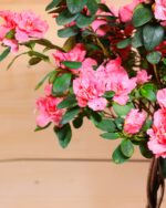 Azalea on stem (Plant) - Nature by Marc Beyrouthy - Image 2