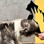 First You Must Be Approved My Cat (Pcs) - Steelouette